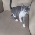 Görme engelli 2 aylık tekir fotoğraf