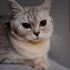 Mia yuva arıyor fotoğraf