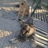 Cins köpeklere acil yuva fotoğraf