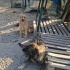 Cins köpeklere acil yuva fotoğraf
