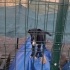Küçük ırk cins köpeklere yuva fotoğraf