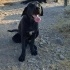 Cins köpeklere yuva fotoğraf