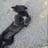 Cins köpeklere yuva fotoğraf