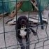 Cins köpeklere yuva fotoğraf