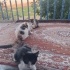 4 Tane Yavru Kedi 2 Aylık fotoğraf
