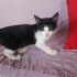 4 Tane Yavru Kedi 2 Aylık fotoğraf