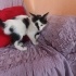 4 Tane Yavru Kedi 2 Aylık fotoğraf