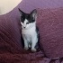 4 Tane Yavru Kedi 2 Aylık fotoğraf