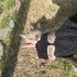Acil yuva aranıyor fotoğraf