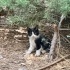 Fıstık'a Kalıcı Sevgi Dolu Güvenli Yuva fotoğraf