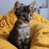 Uysal Oyuncu Kedi fotoğraf