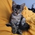 Uysal Oyuncu Kedi