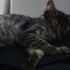 Uysal Oyuncu Kedi fotoğraf