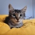 Uysal Oyuncu Kedi fotoğraf