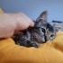 Uysal Oyuncu Kedi fotoğraf
