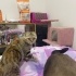 LUNA KEDI KEDI...... fotoğraf