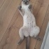 LUNA KEDI KEDI...... fotoğraf