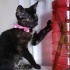 İZMİR O BİR ŞANS BOLLUK BEREKET KEDİSİ. TORTİESHEL CİNSİ fotoğraf