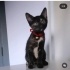İZMİR O BİR ŞANS BOLLUK BEREKET KEDİSİ. TORTİESHEL CİNSİ fotoğraf