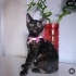 İZMİR O BİR ŞANS BOLLUK BEREKET KEDİSİ. TORTİESHEL CİNSİ fotoğraf