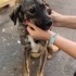 Brindle çoban mix Siri Yuva Arıyor fotoğraf
