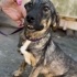 Brindle çoban mix Siri Yuva Arıyor fotoğraf