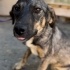Brindle çoban mix Siri Yuva Arıyor fotoğraf
