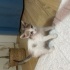 Minik Calico yuva arıyor fotoğraf