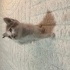 Minik Calico yuva arıyor fotoğraf