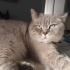 Herşeyi Tam✅️ Deneyimli Sahip Aranıyor fotoğraf