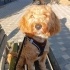 7.5 AYLIK KISIR MALTİPOO BALIKESİR VE BURSA YUVA fotoğraf