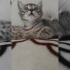 Oyuncu kucağa alışkın bebek kedi fotoğraf