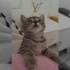 Oyuncu kucağa alışkın bebek kedi fotoğraf