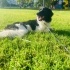Border Collie 8 aylık dişi kısır Yuva arıyoruz fotoğraf