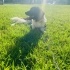Border Collie 8 aylık dişi kısır Yuva arıyoruz fotoğraf