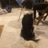 Border Collie 8 aylık dişi kısır Yuva arıyoruz fotoğraf