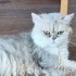 Ücretsiz sahiplenme British longhair acil yuva fotoğraf