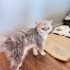 Ücretsiz sahiplenme British longhair acil yuva fotoğraf