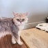 Ücretsiz sahiplenme British longhair acil yuva fotoğraf