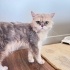 Ücretsiz sahiplenme British longhair acil yuva fotoğraf