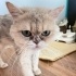 Ücretsiz sahiplenme British longhair acil yuva fotoğraf
