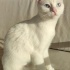 Ücretsiz sahiplenme koko acil yuva fotoğraf