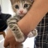 Acil Sahiplendirilecek 5 Yavru Kedi fotoğraf