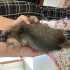 Acil Sahiplendirilecek 5 Yavru Kedi fotoğraf