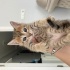 Acil Sahiplendirilecek 5 Yavru Kedi fotoğraf
