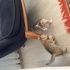Acil Sahiplendirilecek 5 Yavru Kedi fotoğraf