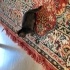 Acil Sahiplendirilecek 5 Yavru Kedi fotoğraf