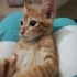 Tam anlamıyla minik bir Aslan🐱 fotoğraf