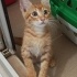 Tam anlamıyla minik bir Aslan🐱 fotoğraf