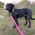Orman beslemesinde yanlarına gelmiş Flat Coated Retriever, çipi yok, çok uysal🥹 fotoğraf